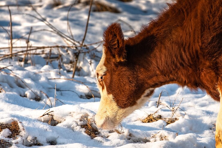 Bezerros jovens pastam em um campo no inverno, procurando grama sob a neve