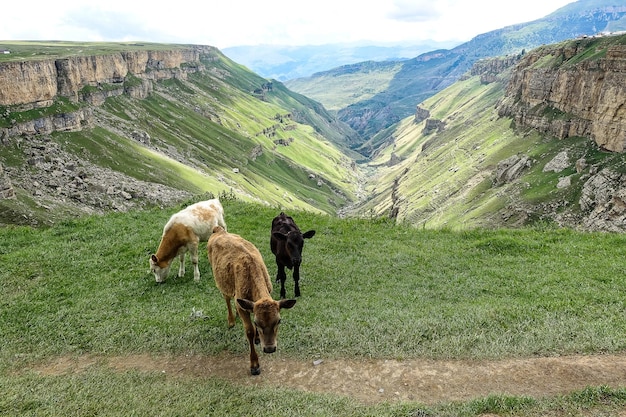Bezerros no fundo do vale de Khunzakh Khunzakh cachoeiras Daguestão 2021