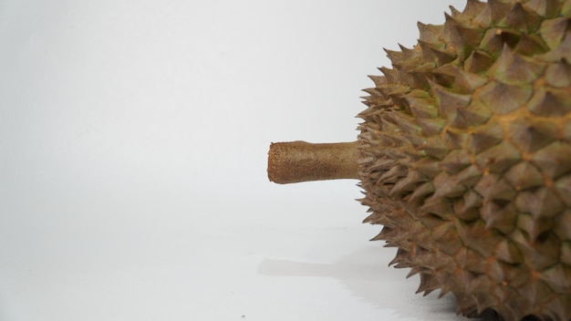 Bhineka Bawor ist eine Durian-Sorte, die aus Banyumas, Zentraljawa, stammt und für ihren sehr süßen Geschmack berühmt ist.