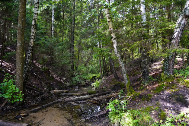 Biber machten einen Damm an einem Fluss in einem Wald