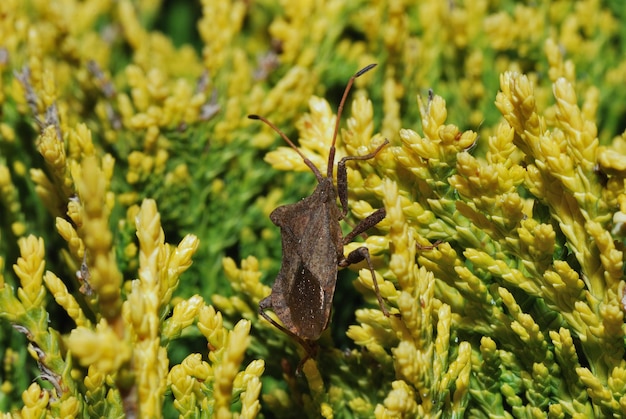 Foto bicho en el arbusto