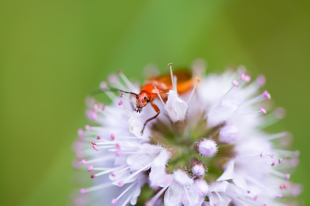 bicho en flor