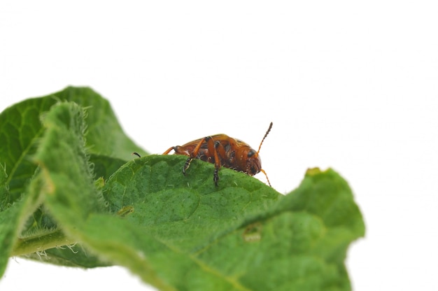 Bicho de patata