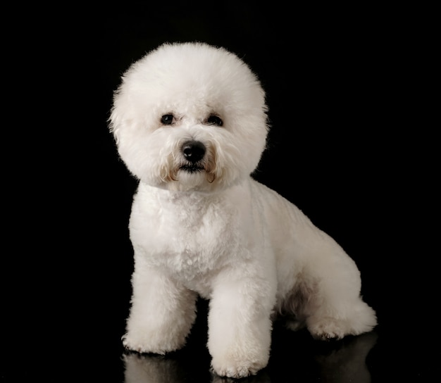 Bichon aislado en un fondo negro