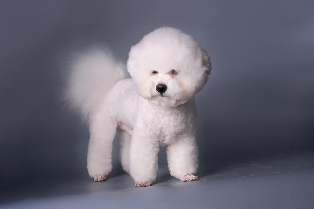 Bichon frise após um corte de cabelo em um salão de beleza Foto do estúdio