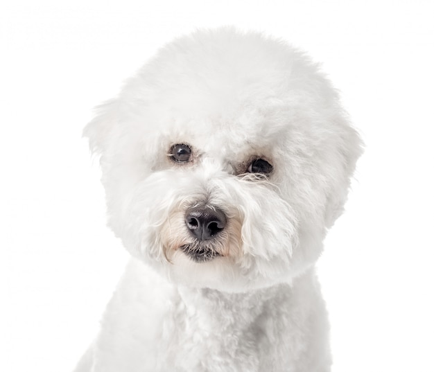 Bichon Frise cachorro sobre un fondo blanco.