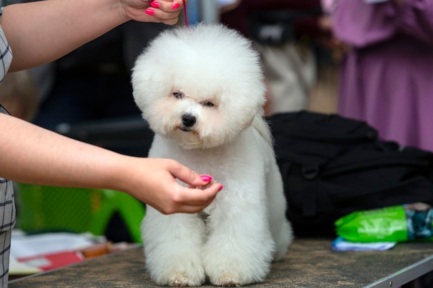 El Bichon Frise en la exposición canina