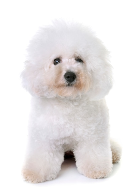 Bichon Frise im Studio