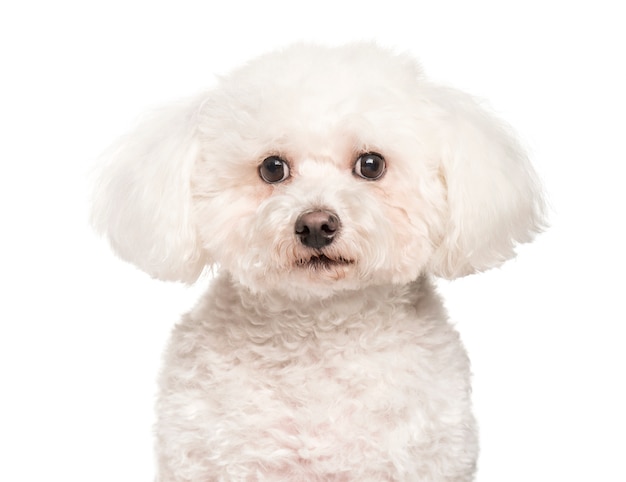 Bichon frise, olhando para a câmera contra o fundo branco