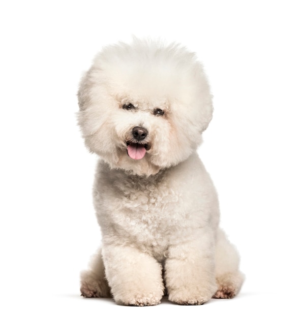 Bichon Frise sentado contra o branco