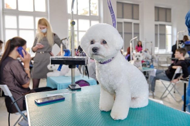 Bichon Frise se sienta en una mesa de aseo en un salón de belleza