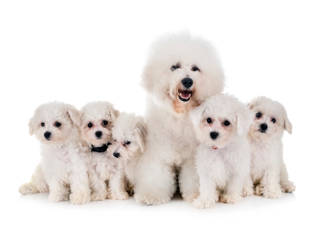 Bichon Frises en estudio