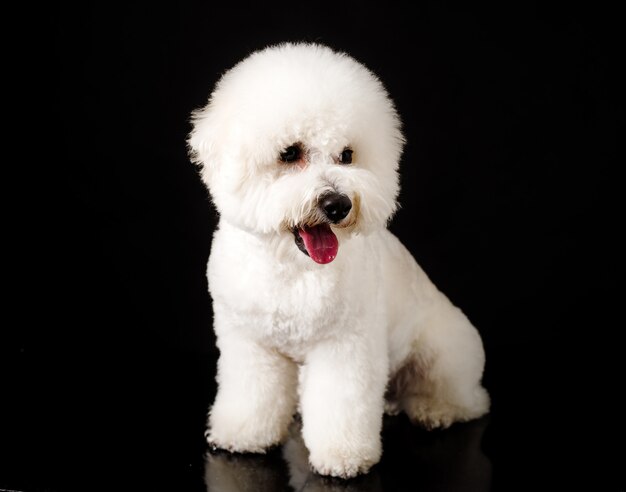 Bichon ist auf einem Schwarzen isoliert. Bichon Frise Welpe. Weißer Hund. Bichon nach der Pflege. Seine Zunge hängt heraus.