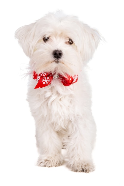 Bichon maltês com um laço vermelho, decoração de Natal