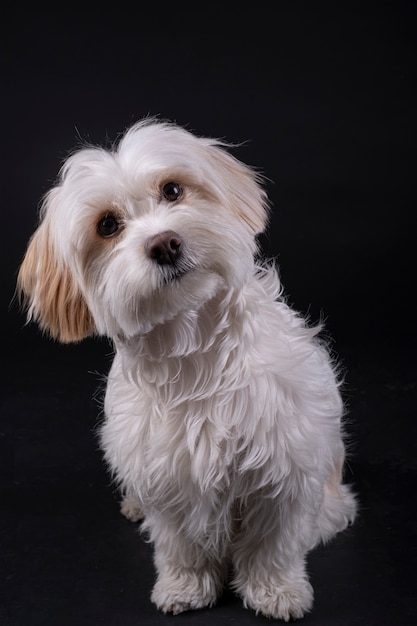 Bichon maltés perro de pelo blanco mirando hacia adelante en una pared negra