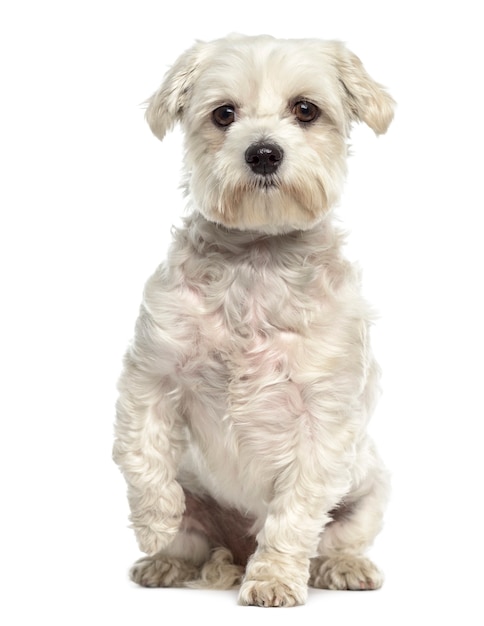Bichon maltesischer Hund, der isoliert auf Weiß scharrt