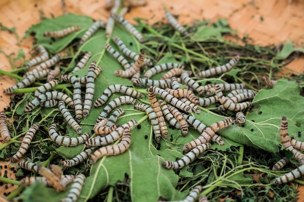 Bichos da seda com folhas de amoreira na cesta tecida