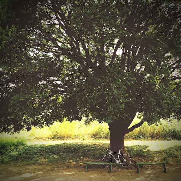 Foto bicicleta por árbol en el campo