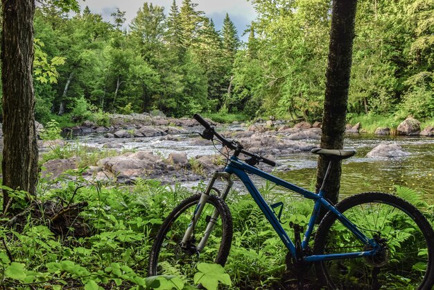 Foto bicicleta por los árboles en el bosque