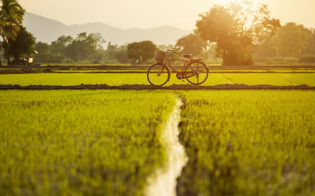 Bicicleta clásica de estilo rojo Japón en el campo verde