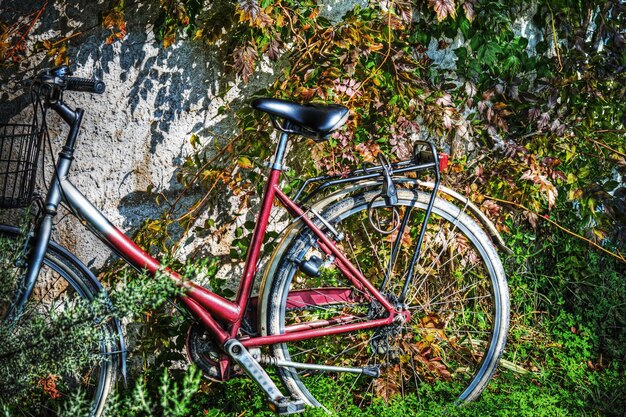 Bicicleta contra una pared con hojas de hiedra