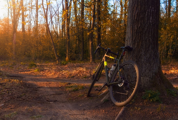 Foto bicicleta de cascalho fica perto de uma árvore em uma bela floresta ao pôr do sol.