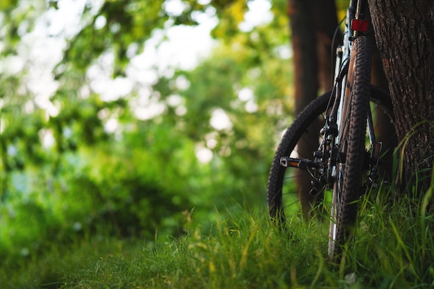 Bicicleta de montanha na floresta ao pôr do sol.