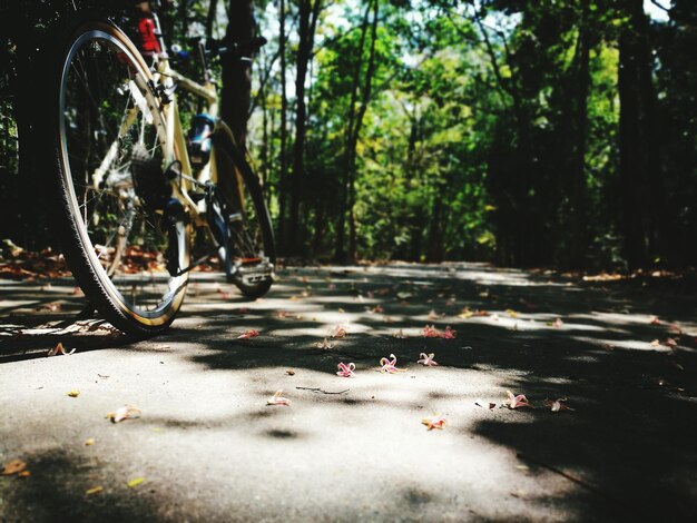 Foto bicicleta estacionada junto a un árbol.