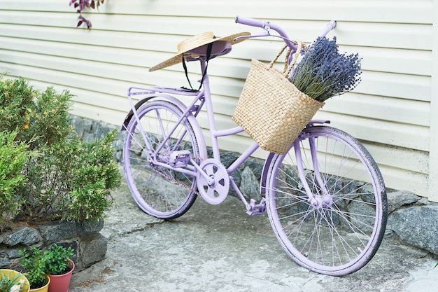 bicicleta lilás com uma cesta de lavanda no quintal