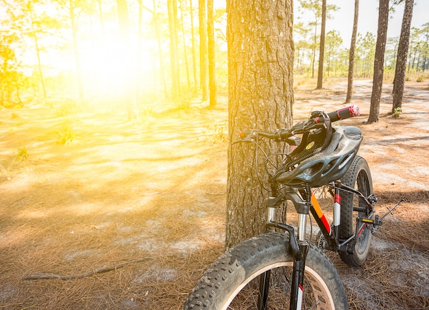 Bicicleta de montaña apoyada contra el árbol.