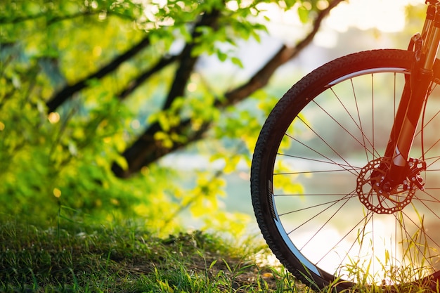 Foto bicicleta de montaña en el bosque al atardecer.