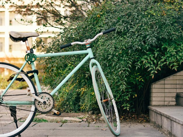 Bicicleta na árvore