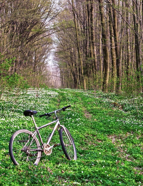 Bicicleta na floresta de primavera