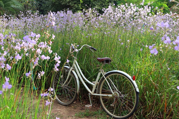 Bicicleta no campo de flor roxa pastel sob a luz do sol da manhã