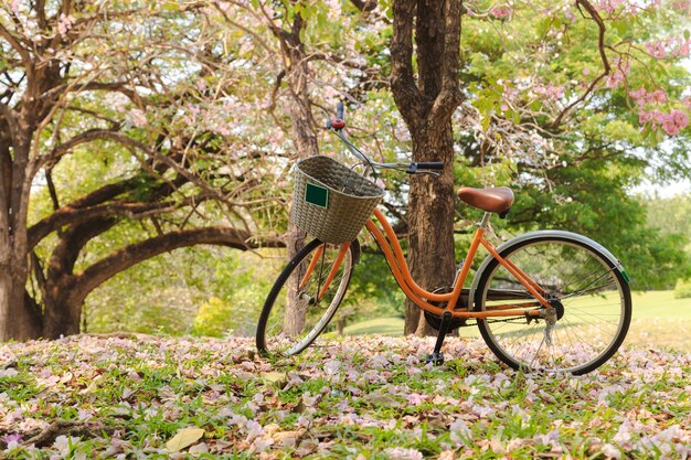 Bicicleta no parque