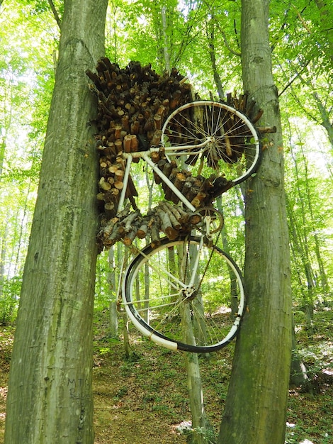 La bicicleta se quedó atascada entre dos árboles en la tarde de verano, el ciclista hace una pausa con leña de madera.