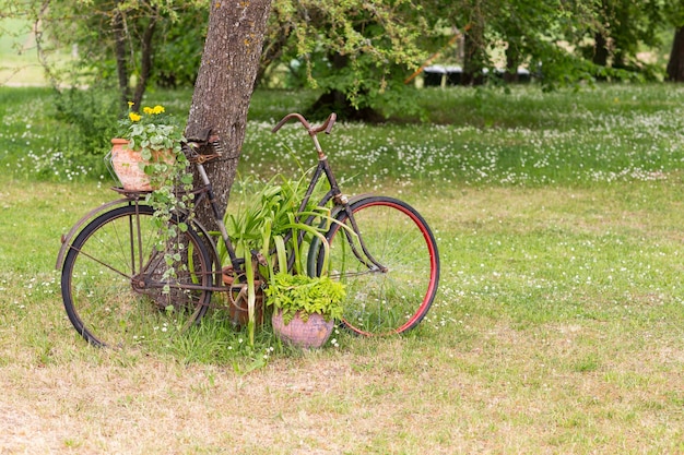 una bicicleta vieja está decorada como un elemento decorativo para flores en el jardín