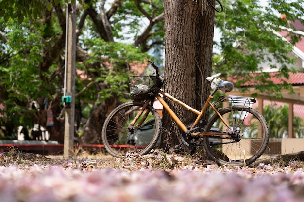 Bicicleta vintage com grande árvore