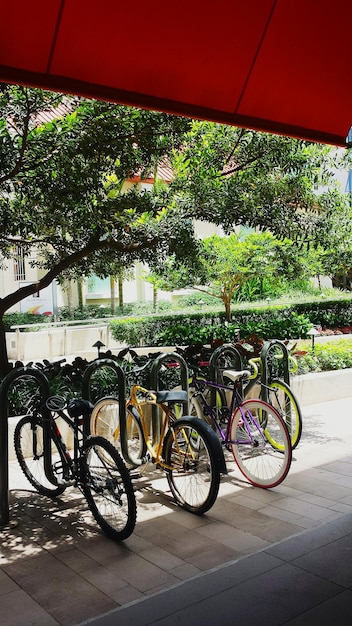 Foto bicicletas estacionadas en fila junto a los árboles en el sendero