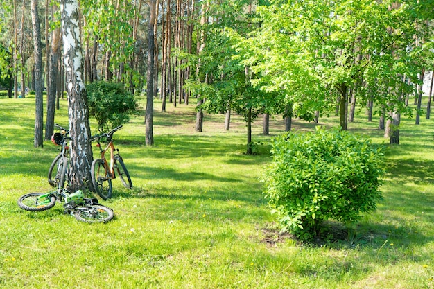 Bicicletas junto a un árbol en el bosque verde