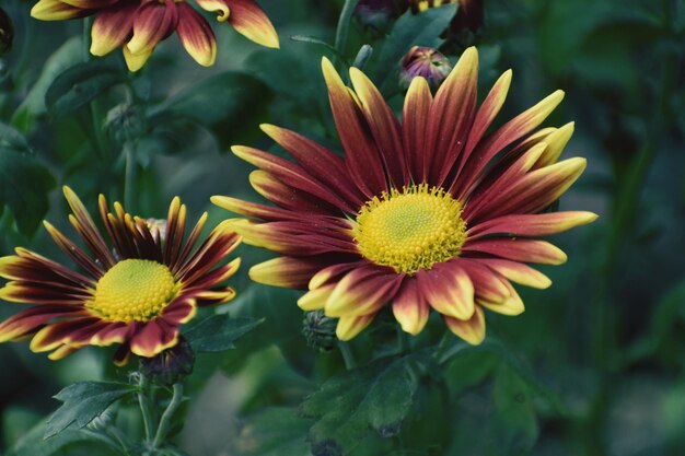 Bicolor botão de flor vermelho e amarelo duas cores flor de crisantemo no jardim de perto