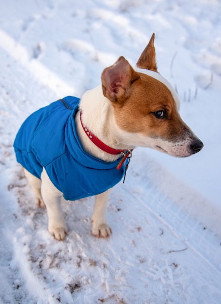 Bicolor Jack Russell Terrier sentado na neve do lado de fora com um colete azul e gola vermelha com um pingente na forma de um osso preto, ele se afasta da câmera com uma cara zangada