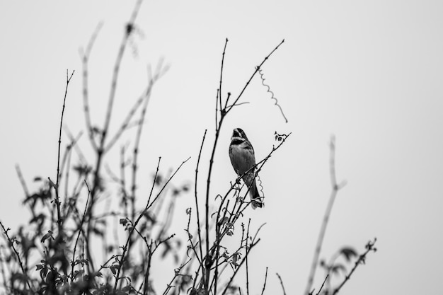 Bicudo-Vogel in einem Baum in Serra da Mantiqueira, Brasilien Schwarzweißfoto