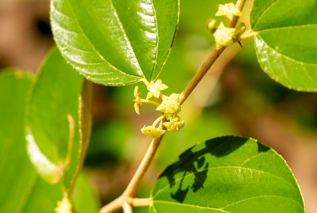 Bidara Ziziphus mauritiana folhas e flores conhecidas como jujuba indiana ameixa indiana e maçã chinesa