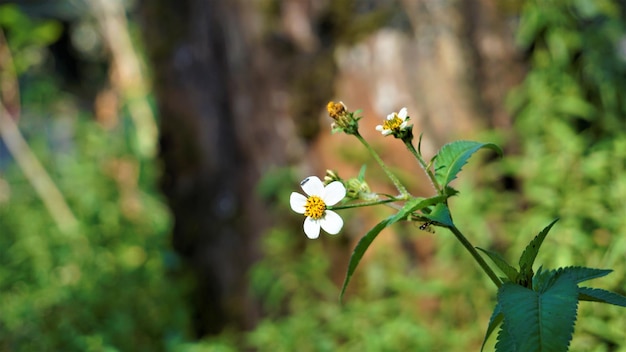 Bidens pilosa também conhecido como agulhas espanholas mendigo carrapatos black jack