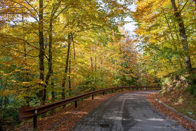 Biegung der Bergstraße im Wald