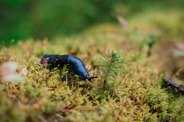 Bielzia coerulans, allgemein bekannt als Karpaten-Blauschnecke oder einfach Blauschnecke