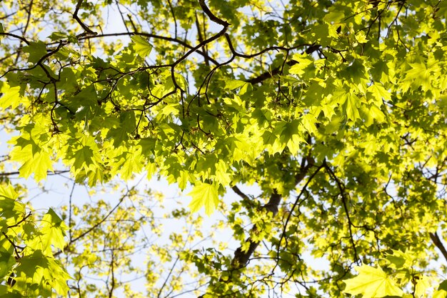 Bien iluminado por la primavera primaveral puro follaje de un arce