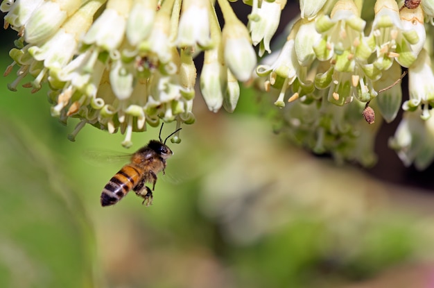 Biene apis mellifera, der wilde blume bestäubt