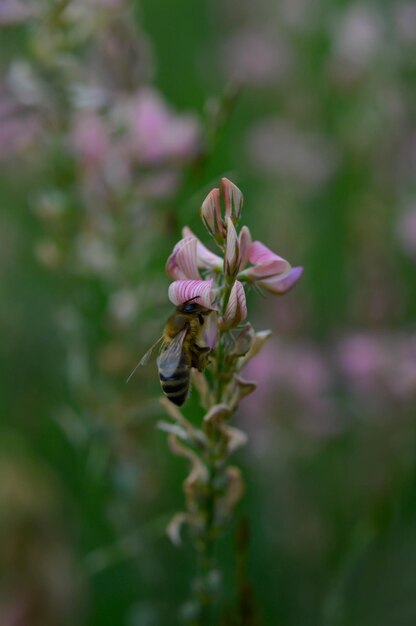 Biene arbeitet an einer rosa Wildblume in der Natur aus nächster Nähe